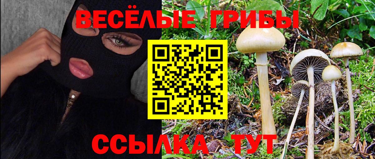 Вольск  Галлюциногенные грибы прущие грибы  Вход с VPN 
